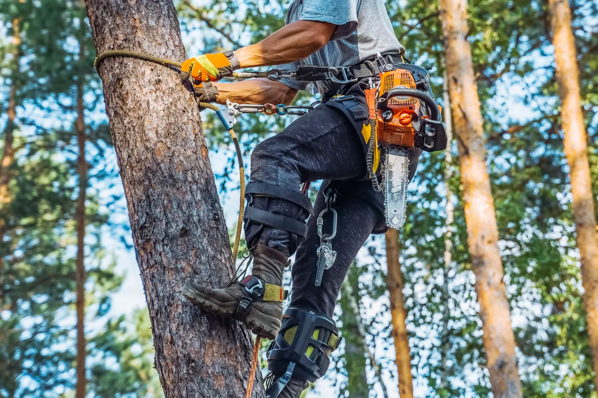 Arborist working up in a tree canopy