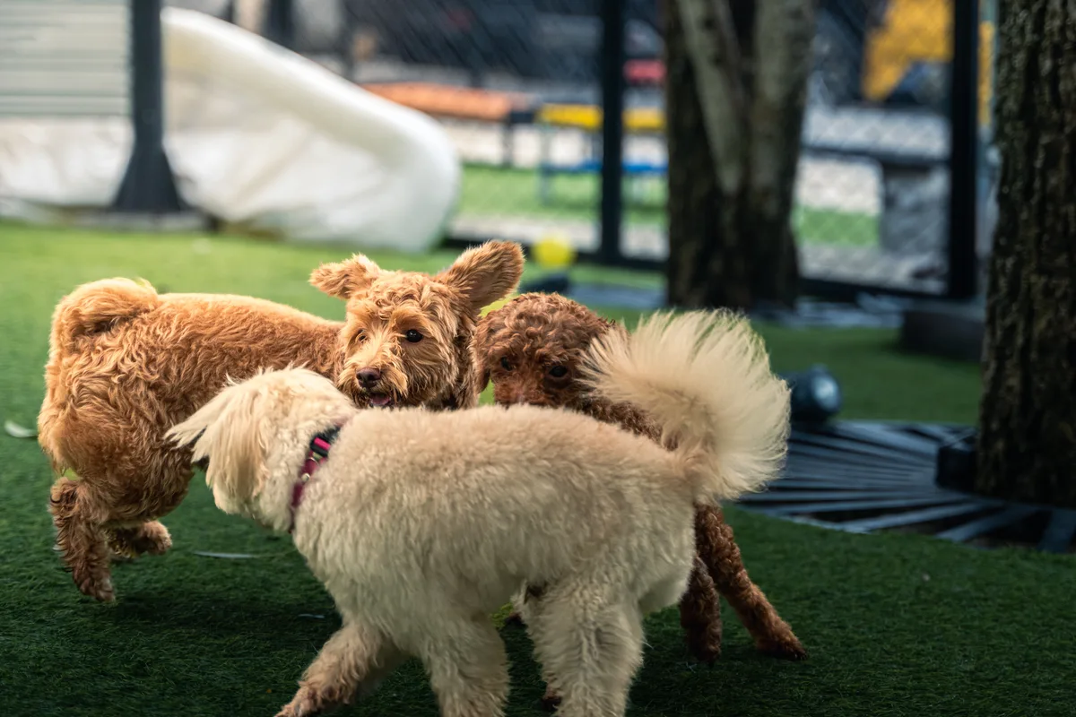 Dogs playing at a daycare facility