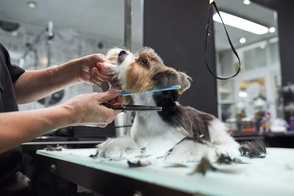 Groomer trimming a dog in a salon