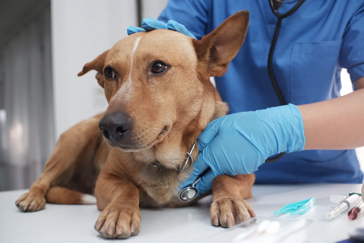 Veterinarian examining a dog in a clinic